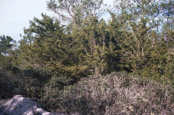 Photo taken at the S.F.B. Morse Botanical Reserve. In the background is Bishop pine (Pinus muricata) © 1978 Lee Dittmann, used with permission.  